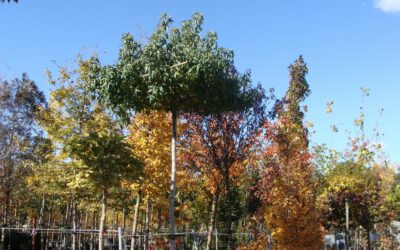 Kleinkronige Hausbäume – natürliche Schattenspender